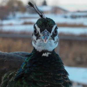 Calypso - IB Pied Peahen