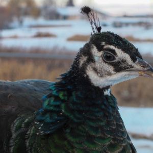 Calypso - IB Pied Peahen