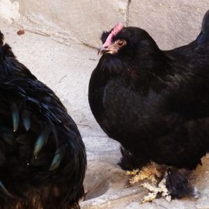 black hen