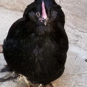 black hen 
marandi
