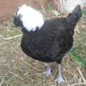 my poish bantam hen, peepers
