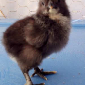 Mosey (Moe if a Cockerel)