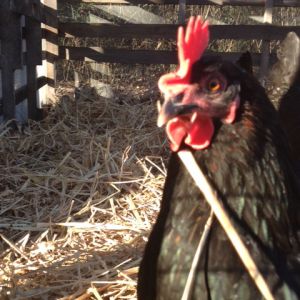 Black Australorp-Hattie B. is her name