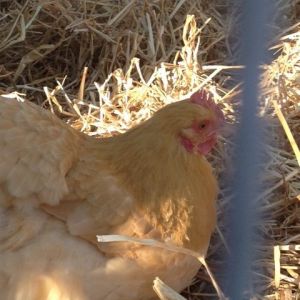 Buff Orpington-Buffy is her name