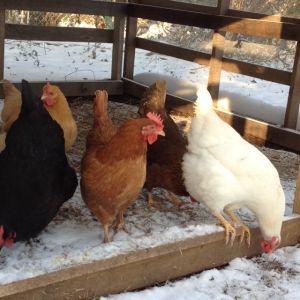 Our Girls experiencing the first snow. It's hard to believe just months ago -they could be held in your hand! LOL!!