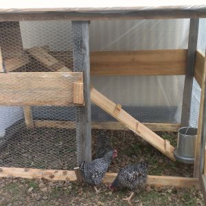 First day after bringing home my Barred Rock hens from Baldhill Farms near Lufkin, TX