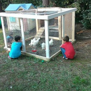 The boys getting to know the hens
