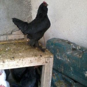 black marandi hen