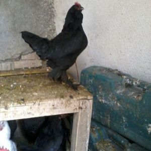 black marandi hen