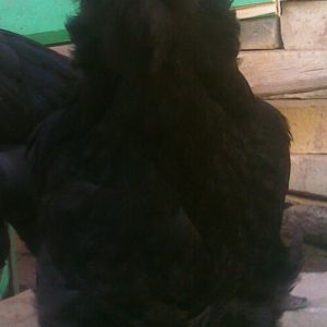 young marandi pullet