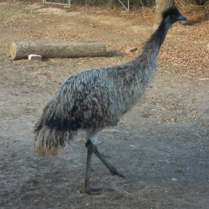 This is my (not so baby) emu. 
His name is Emz, and he is 9 and a 1/2 months old.
Absolutely the sweetest emu ever. Emz loves to sit on peoples laps and take little naps. :)
Absolutely a gentle giant, if raised correctly, I would highly recommend emu's as pets.