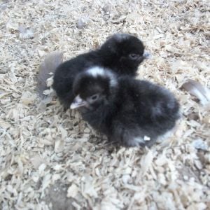 These are two of my Bantam Barred Plymouth Rocks that I hatched last spring. I hatch and sell chicks every spring. There are pictures of the parents as well. :) Absolutely stunning birds, with the sweetest personalities ever. They do very well in show or make wonderful pets.
I highly recommend them for anyone. Overall, a wonderful little bird. :)
