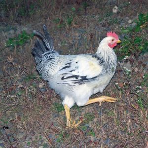 Speckle, Delaware roo