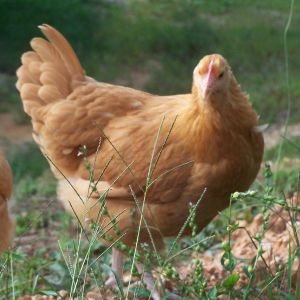 Gretchen, Buff Orpington hen