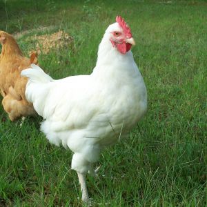 Walter White, our White Orpington Roo & Gretchen, Buff Orpington hen in background