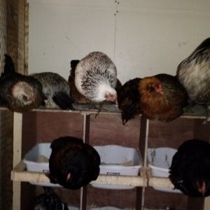 our easter eggers nesting for the night, all 11 of them plus our 2 other hens