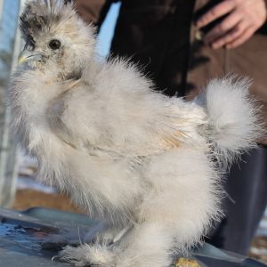 5 weeks 122913 Shylee/Catdance