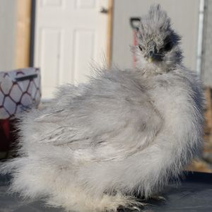 6 weeks 122913 Shylee/Catdance