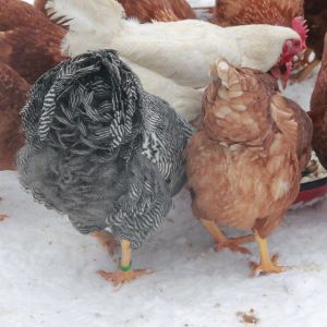 Gatsby, our 2014 breeding Barred Plymouth Rock #1 choice. He is 26 weeks old here. Hatched June 28th 2013