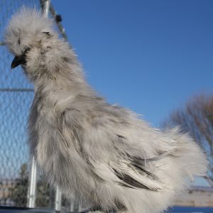 7 weeks 122913 Shylee/Catdance