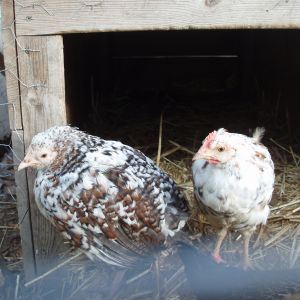 Bird on the left is a Speckled Sussex. Bird on the right is my current Icelandic.