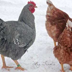 Gatsby, our 2014 breeding Barred Plymouth Rock #1 choice. He is 26 weeks old here. Hatched June 28th 2013

Watching over the Pennies