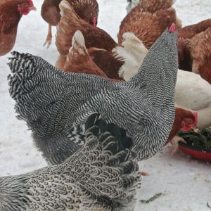 Gatsby, our 2014 breeding Barred Plymouth Rock #1 choice. He is 26 weeks old here. Hatched June 28th 2013

Here he is with the girls eating some Christmas Dinner leftovers. Turkey, squash, potatoes and green beans.