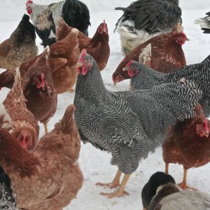 the flock enticed outside for leftovers 12/27/13