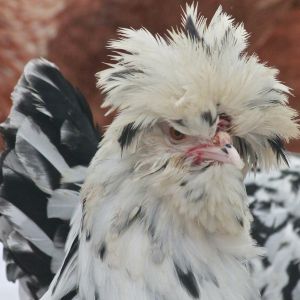 Mottled Houdan pullet - 6 months old