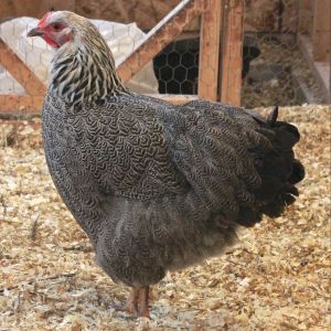 Silver Pencilled Plymouth Rock Pullet - 27 weeks