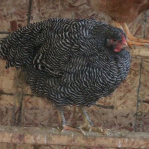 Barred Plymouth Rock pullet - 24 weeks