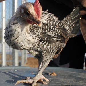 Egyptian Fayoumi cockerel 122913 8 weeks