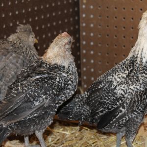 Egyptian Fayoumi pullet and ? cockerel and Cream Legbar to the left 122913