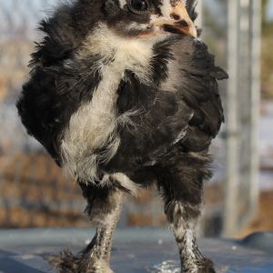 Opus (Colorado Mayahn) 122913 3 weeks