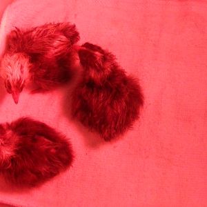 baby Golden Cuckoo marans born 12-29-13