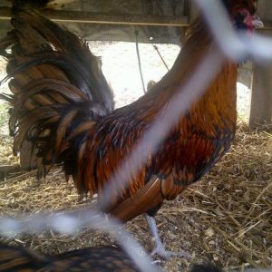 Not the best picture but this is our gold laced polish roo-Big John.