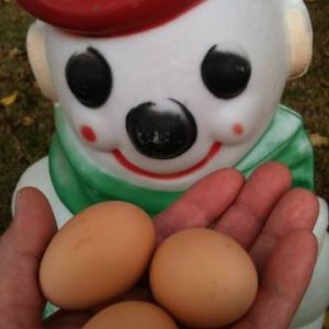 *
First 3 eggs with our snowman 2013