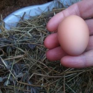 *
First egg