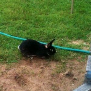 *
Mocha wondering what we were thinking when we brought home 7 chickens.