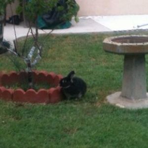 *
Mocha  when there was still grass in the backyard