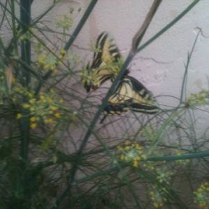 *
Anise Swallowtails can be common in the spring in the Rocky Mountains west to California. They feed on various species of parsleys. They usually only have one flight in the Rocky Mountains and Great Basin; but have multiple flights per year near the California coast where they use fennel as a larval hostplant.