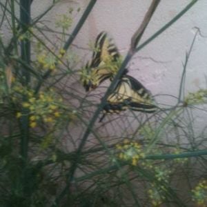*
Anise Swallowtails can be common in the spring in the Rocky Mountains west to California. They feed on various species of parsleys. They usually only have one flight in the Rocky Mountains and Great Basin; but have multiple flights per year near the California coast where they use fennel as a larval hostplant.