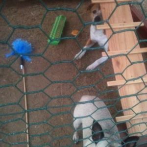 *
In the coop for a dogie timeout!