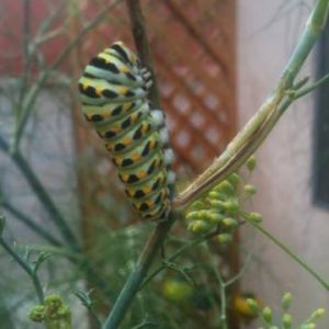 *
Larva...Anise Swallowtails can be common in the spring in the Rocky Mountains west to California. They feed on various species of parsleys. They usually only have one flight in the Rocky Mountains and Great Basin; but have multiple flights per year near the California coast where they use fennel as a larval hostplant.
