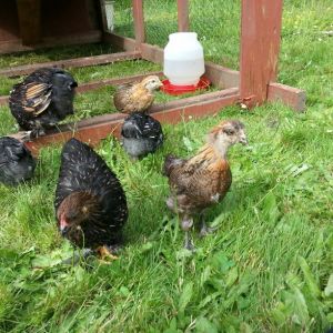 These are our chickens when they were just getting their adult feathers. Summer 2013.