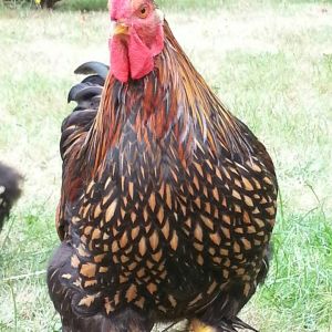 This is Louis. He is a gorgeous Golden Laced Cochin Bantam.