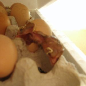 At 3:30pm he was completely hatched!
