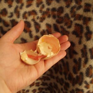 My first hatched eggshell.