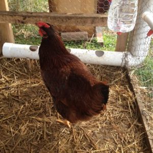 Hooray to Hadassah!!! Her first egg on New Year's Eve!