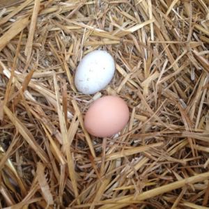 Very exited to have received my first egg on New Year's Eve. The white is a fake and of course the gorgeous brown egg by one of our Rhode Island Reds, Hadassah. Well Done!